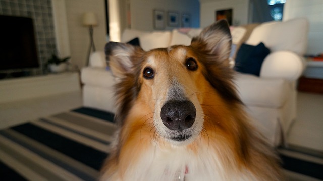 15 tény a kutyákról, ami számodra is újdonság lehet