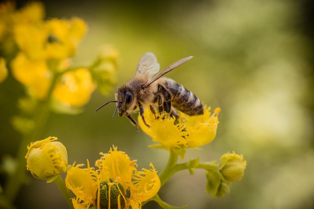Elképesztő tények a kedvenc beporzóinkról, a méhekről